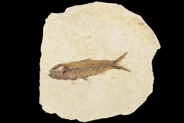 Fossil Fish (Knightia) With Floating Frame Case #181693